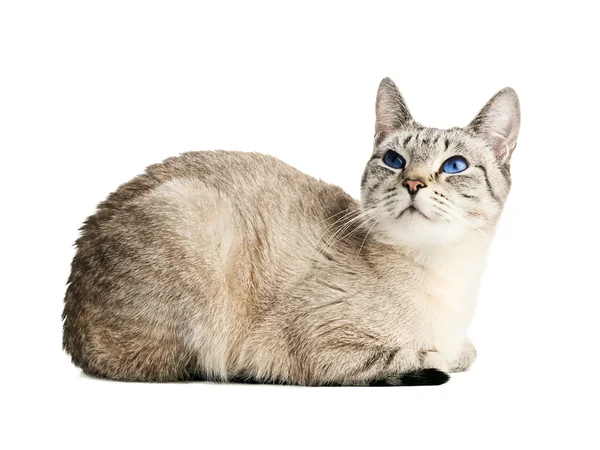 흰색 위에 고양이 — 스톡 사진