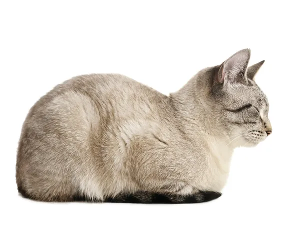 흰색 위에 고양이 — 스톡 사진