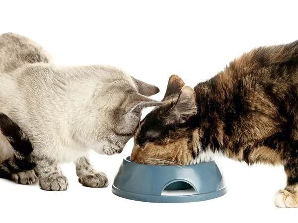 猫を食べる — ストック写真