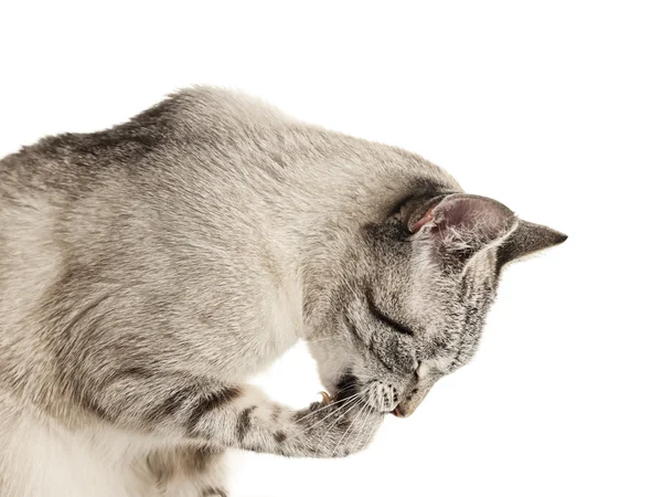 Olizování kočka — Stock fotografie