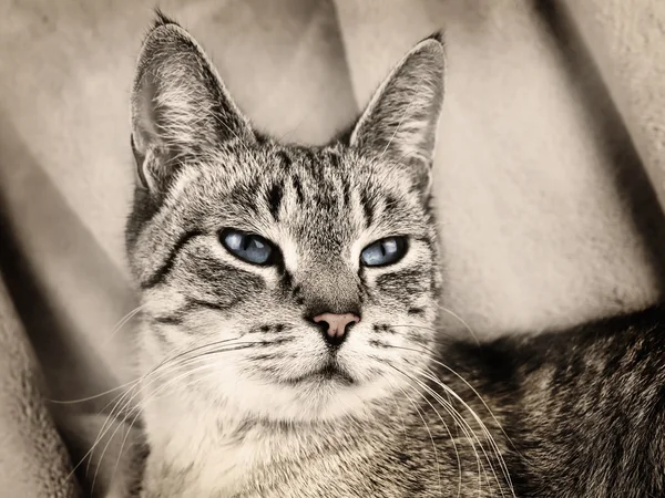 Бежевый кот — стоковое фото