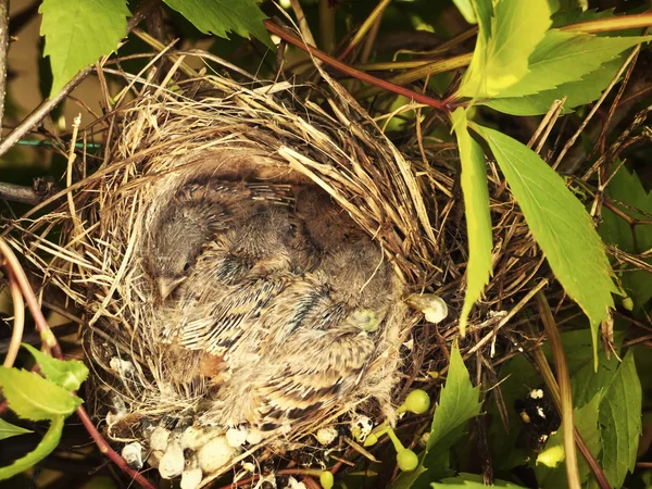Poussins dans le nid — Photo