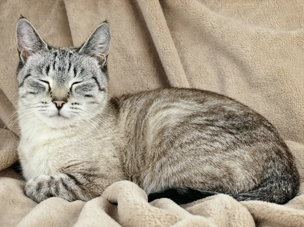 Spící kočka — Stock fotografie