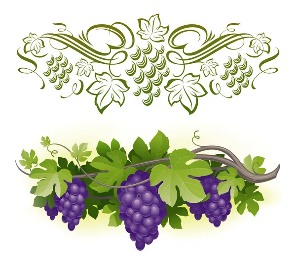 Raisins mûrs sur la vigne & vignes calligraphiques décoratives — Image vectorielle