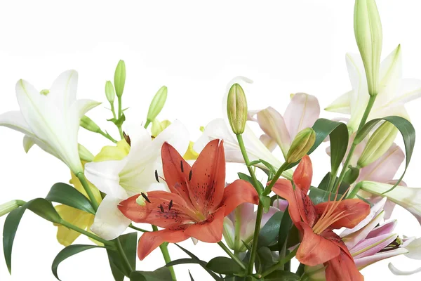 Flowers over white background — Stock Photo, Image