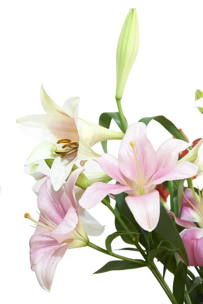 Květiny bílé pozadí — Stock fotografie