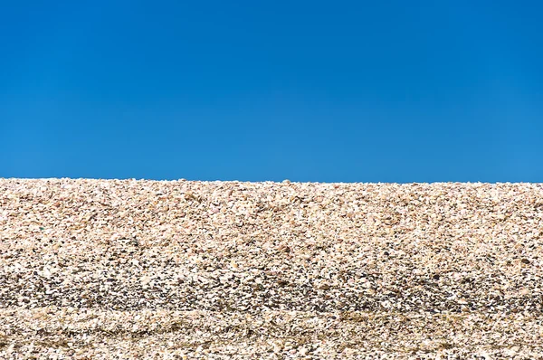 stock image Shell on the Beach