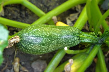 Zucchini in vegetable garde clipart