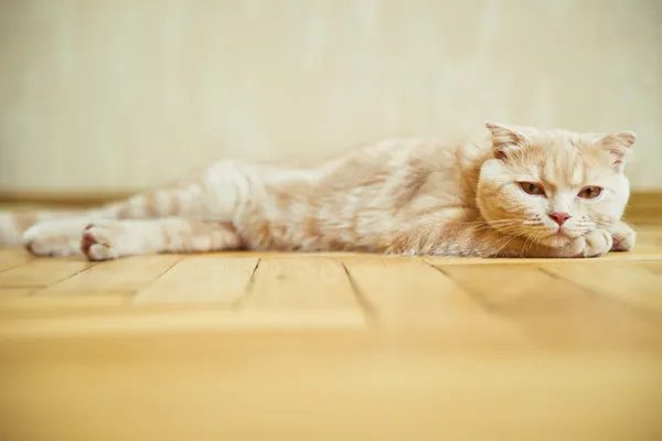 Scozzese piega gatto sdraiato sul pavimento in parquet a casa Immagini Stock Royalty Free