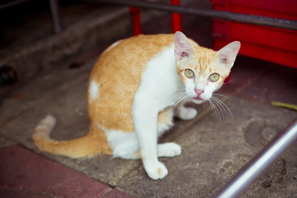 Gato callejero sentado en el suelo Imágenes De Stock Sin Royalties Gratis