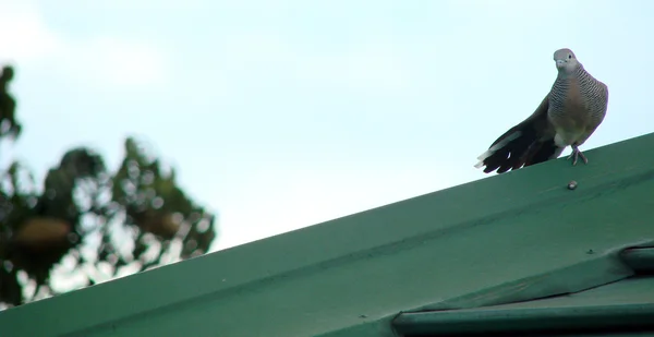 Птица на зеленой крыше — стоковое фото