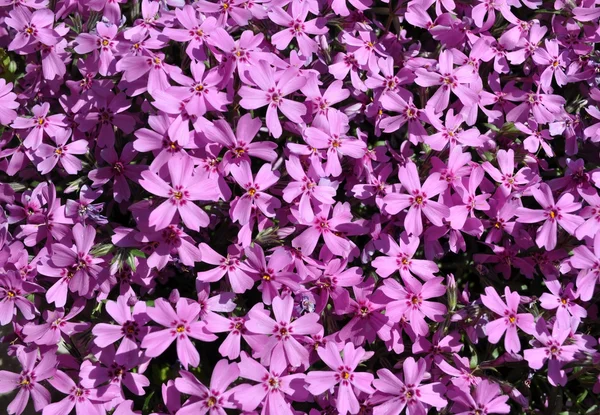 ดอกไม้สีม่วง — ภาพถ่ายสต็อก