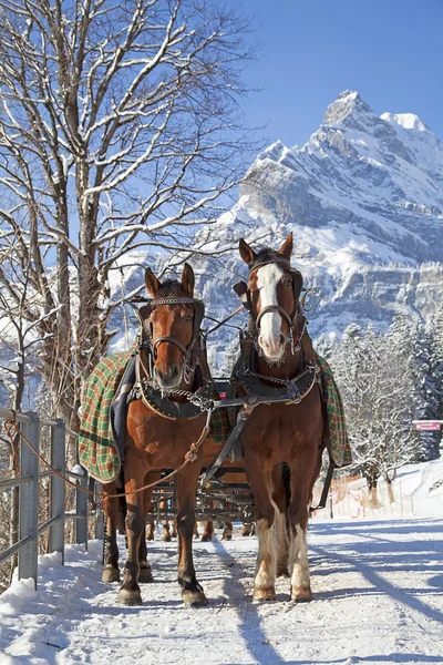 stock image Winter in alps