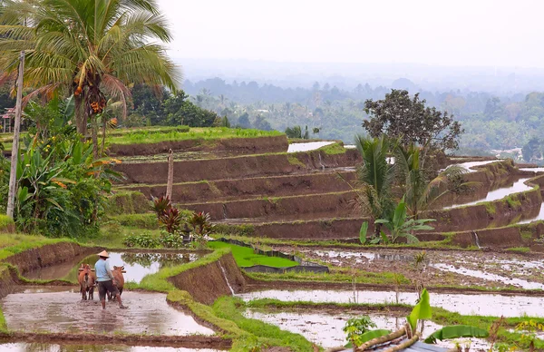 Campo de arroz com terraços balineses — Fotografia de Stock