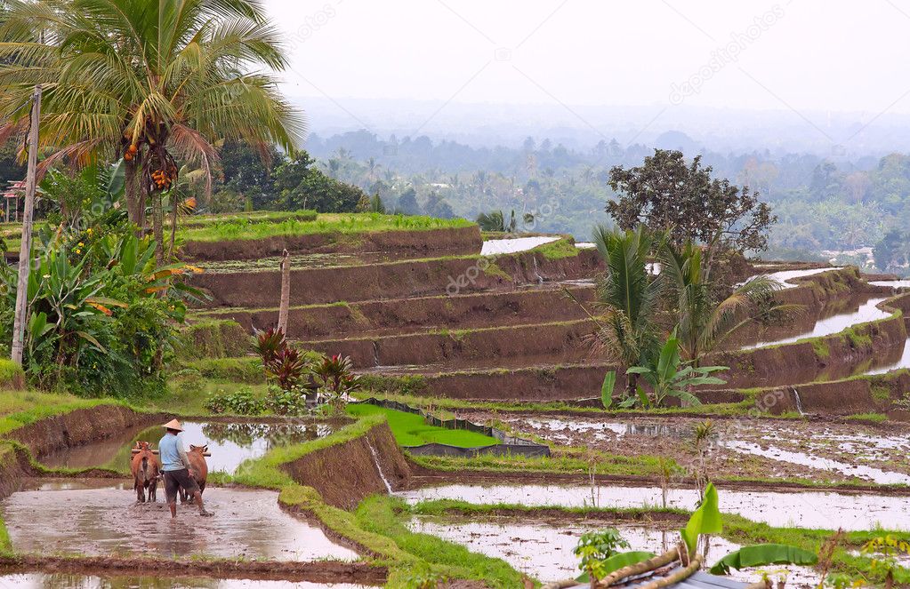 Balinese terraced rice field