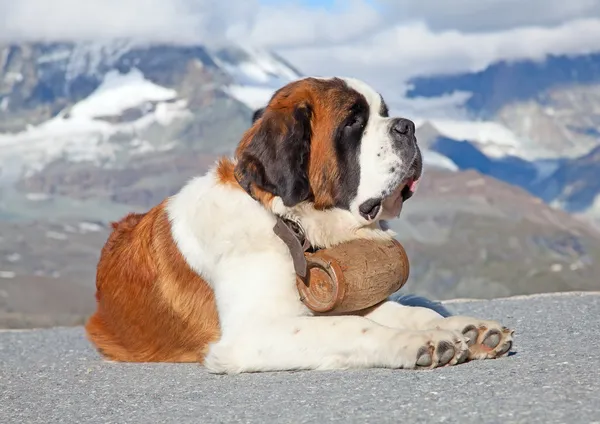 St. bernard hond met vat — Stockfoto
