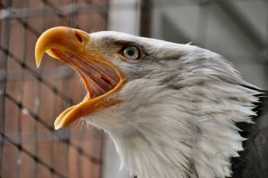 Bald Eagle in Rehabilitation Center clipart