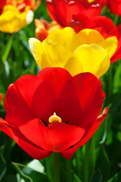 stock image Tulips