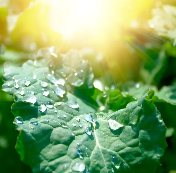 stock image Leaf in sun rays