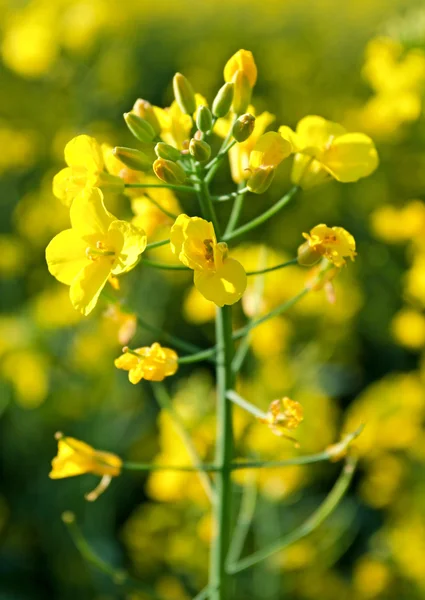 stock image Yellow flowers