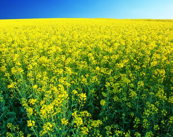 stock image Yellow field