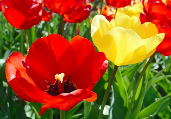 stock image Tulips