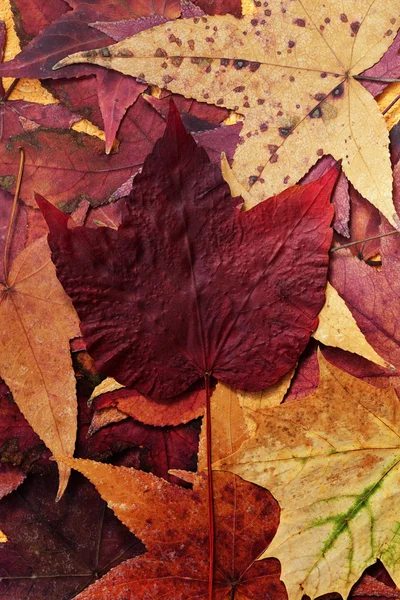 Färgglada hösten blad — Stockfoto