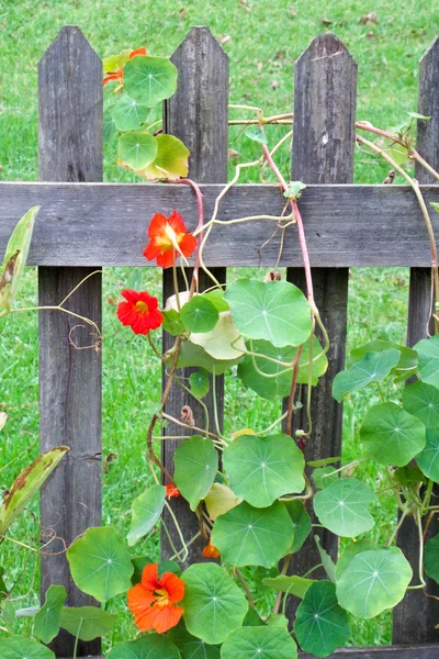 Nasturtium blomma på staket — Stockfoto