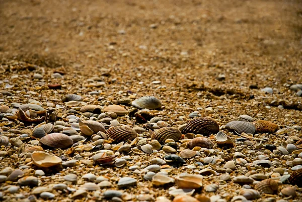 Deniz kabukları — Stok fotoğraf
