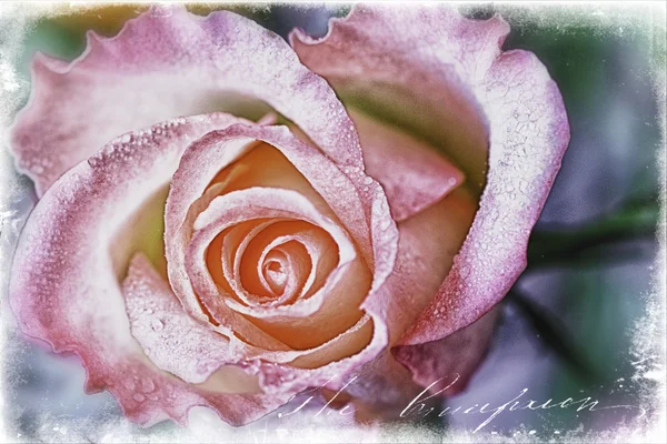 Róża ilustracja — Zdjęcie stockowe