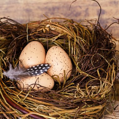 Nest with eggs clipart