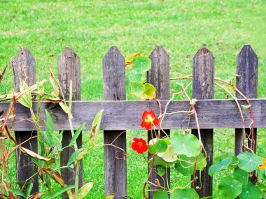 çitin üzerinde Nasturtium çiçek