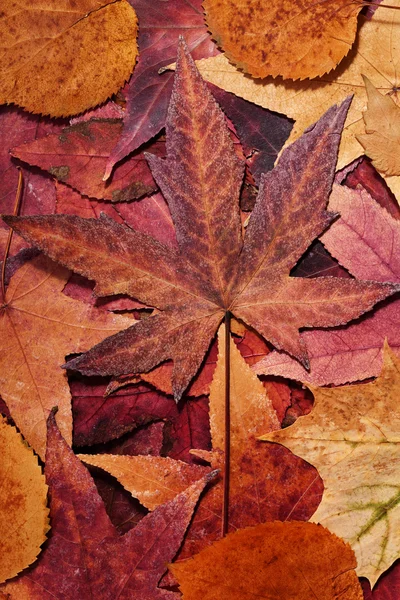 Kleurrijke herfst bladeren — Stockfoto