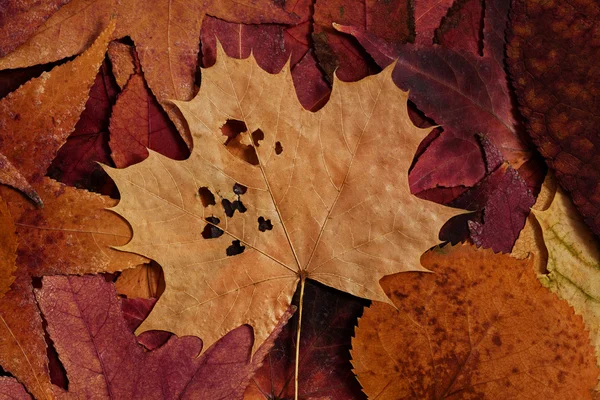 Barevné podzimní listí — Stock fotografie