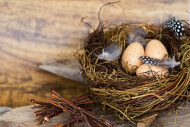 Nest with eggs clipart