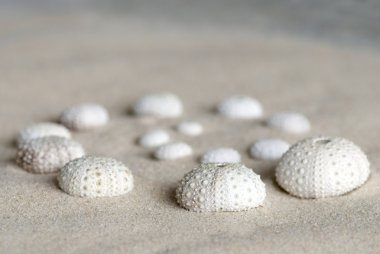 Sea urchin shells clipart