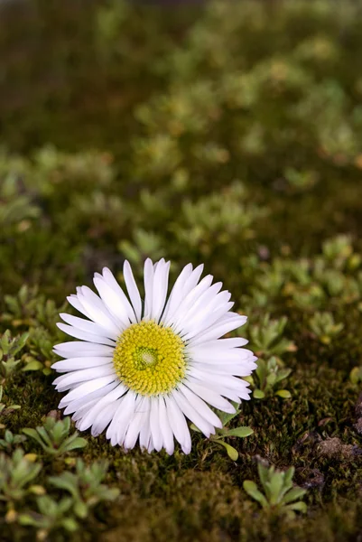 Százszorszép virág — Stock Fotó