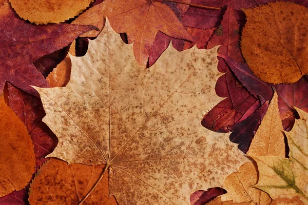 Цветные осенние листья — стоковое фото