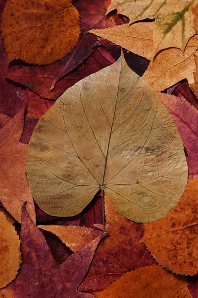 Jesień kolorowy liście — Zdjęcie stockowe