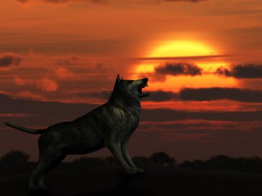 The wolf on sunset clipart