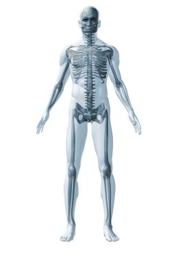 Skeleton human clipart