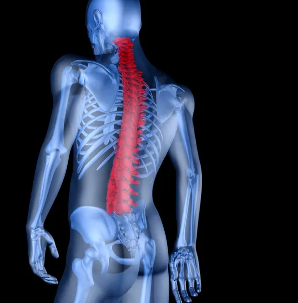 Esqueleto do homem com a dor nas costas — Fotografia de Stock