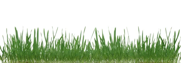 Gras geïsoleerd. — Stockfoto