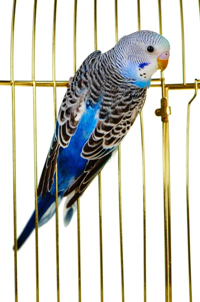 Parrot on a lattice cage — Zdjęcie stockowe