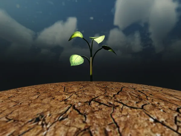 Pflanze auf dem rissigen trockenen Boden — Stockfoto