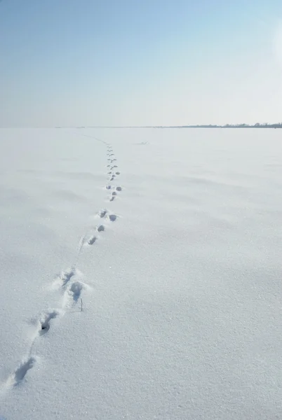 Rastros de una liebre en una nieve —  Fotos de Stock