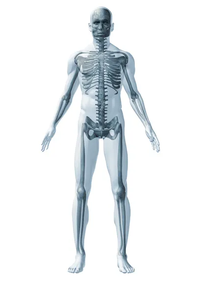 Σκελετός του ανθρώπου — Φωτογραφία Αρχείου