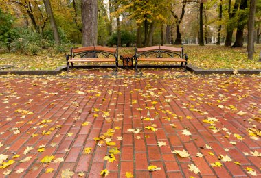 sonbahar park. Yağmurlu hava