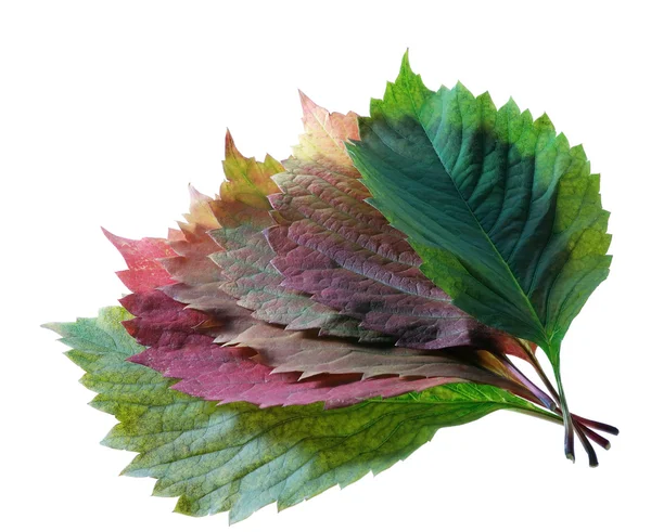 Herfstkleur bladeren — Stockfoto