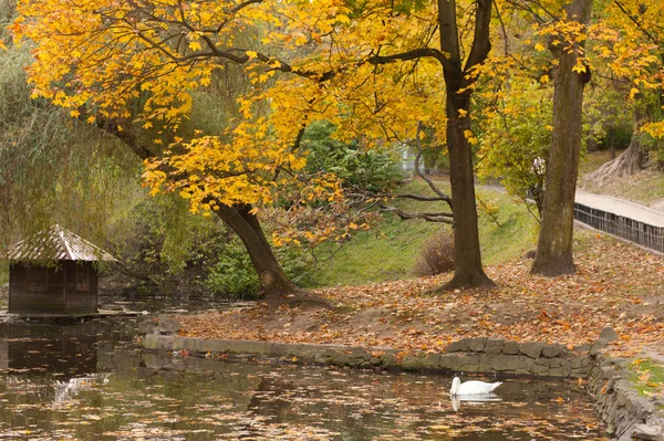 Jezioro z łabędziem w parku jesień — Zdjęcie stockowe